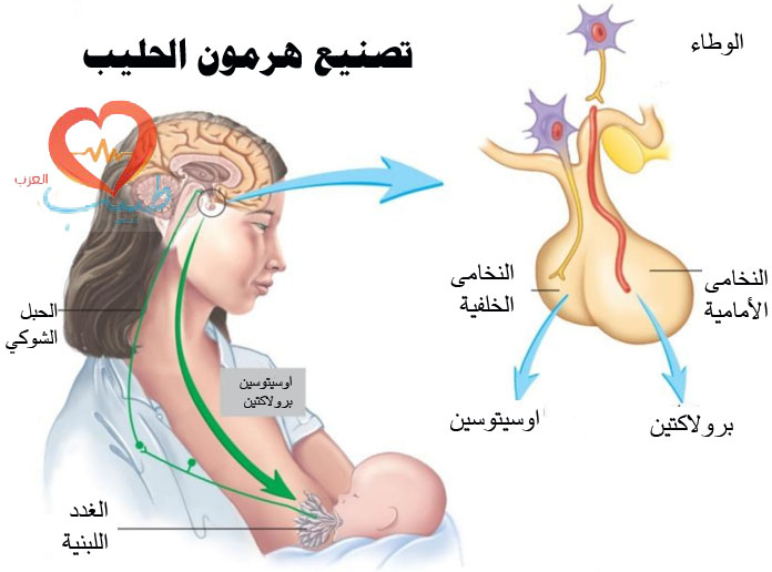 Al-Ghazi Triathlete Skip ما هي أعراض ارتفاع هرمون الحليب لدى النساء الترازيوني أورغ؟